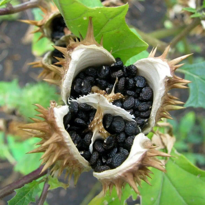Angel Trumpet Seeds- Datura stramonium , Thorn Apple, - Caribbean garden seed