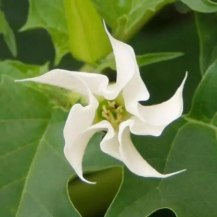 Angel Trumpet Seeds- Datura stramonium , Thorn Apple, - Caribbean garden seed