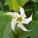 Angel Trumpet Seeds- Datura stramonium , Thorn Apple, - Caribbean garden seed