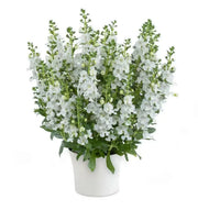 Angelonia Big Snow ( LIVE STARTER PLANT) summer snapdragon - Caribbean garden seed