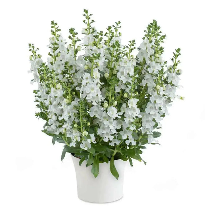 Angelonia Big Snow ( LIVE STARTER PLANT) summer snapdragon - Caribbean garden seed