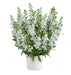 Angelonia Big Snow ( LIVE STARTER PLANT) summer snapdragon - Caribbean garden seed