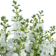 Angelonia Big Snow ( LIVE STARTER PLANT) summer snapdragon - Caribbean garden seed