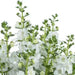 Angelonia Big Snow ( LIVE STARTER PLANT) summer snapdragon - Caribbean garden seed