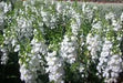 Angelonia Big Snow ( LIVE STARTER PLANT) summer snapdragon - Caribbean garden seed