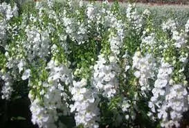 Angelonia Big Snow ( LIVE STARTER PLANT) summer snapdragon - Caribbean garden seed