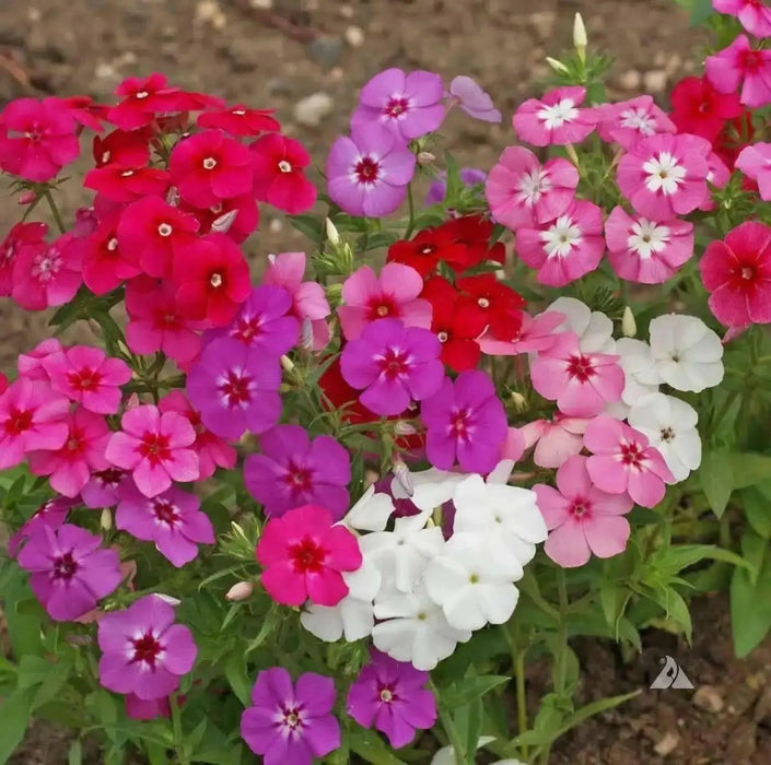 Annual Phlox FLOWERS Seed - Pastel Shades Mix - Caribbean garden seed