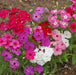Annual Phlox FLOWERS Seed - Pastel Shades Mix - Caribbean garden seed