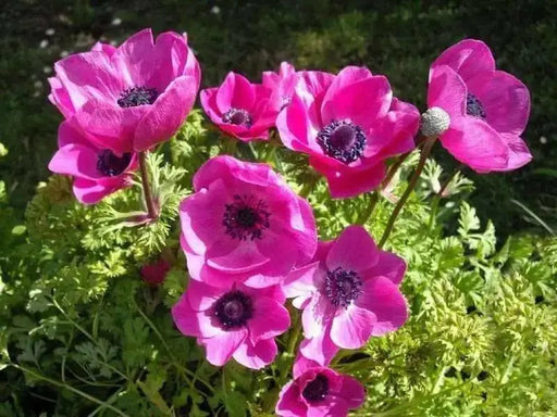 Anemone coronaria  Sylphide - Anemone flowers. Bulbs, Deer-resistant . Hardy Perennial - Caribbean garden seed