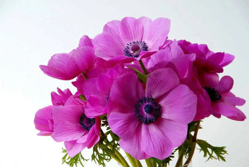 Anemone coronaria  Sylphide - Anemone flowers. Bulbs, Deer-resistant . Hardy Perennial - Caribbean garden seed