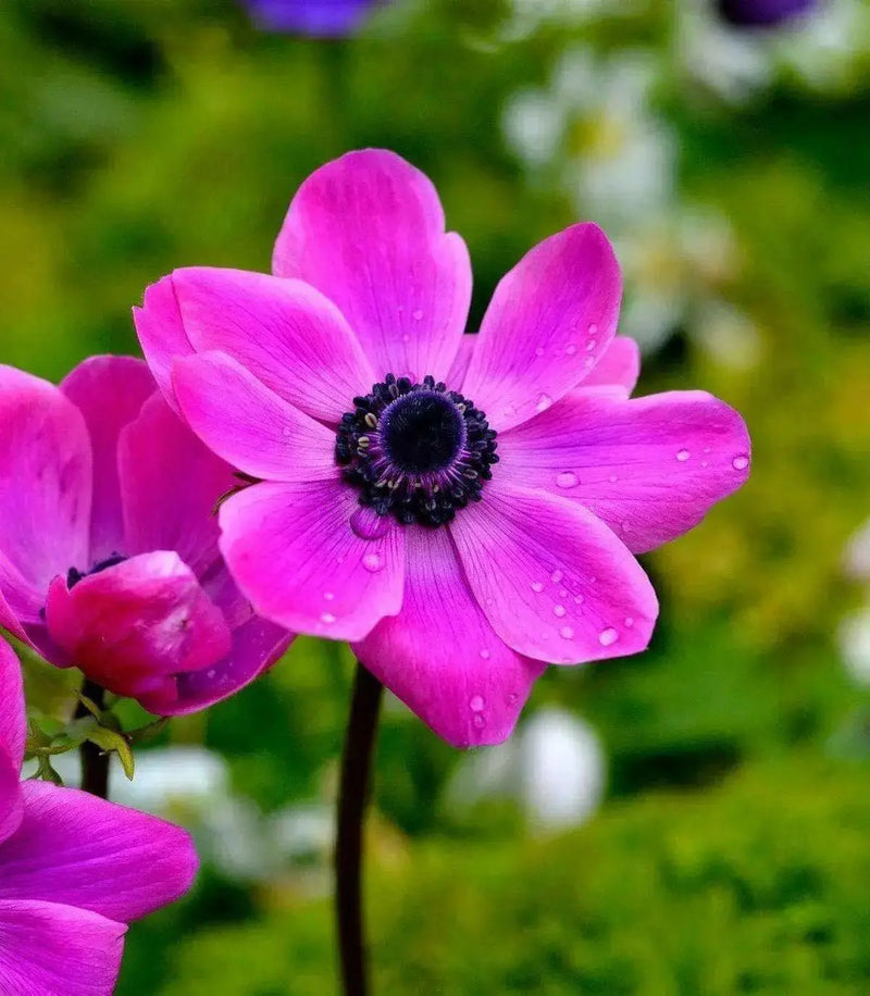 Anemone coronaria  Sylphide - Anemone flowers. Bulbs, Deer-resistant . Hardy Perennial - Caribbean garden seed