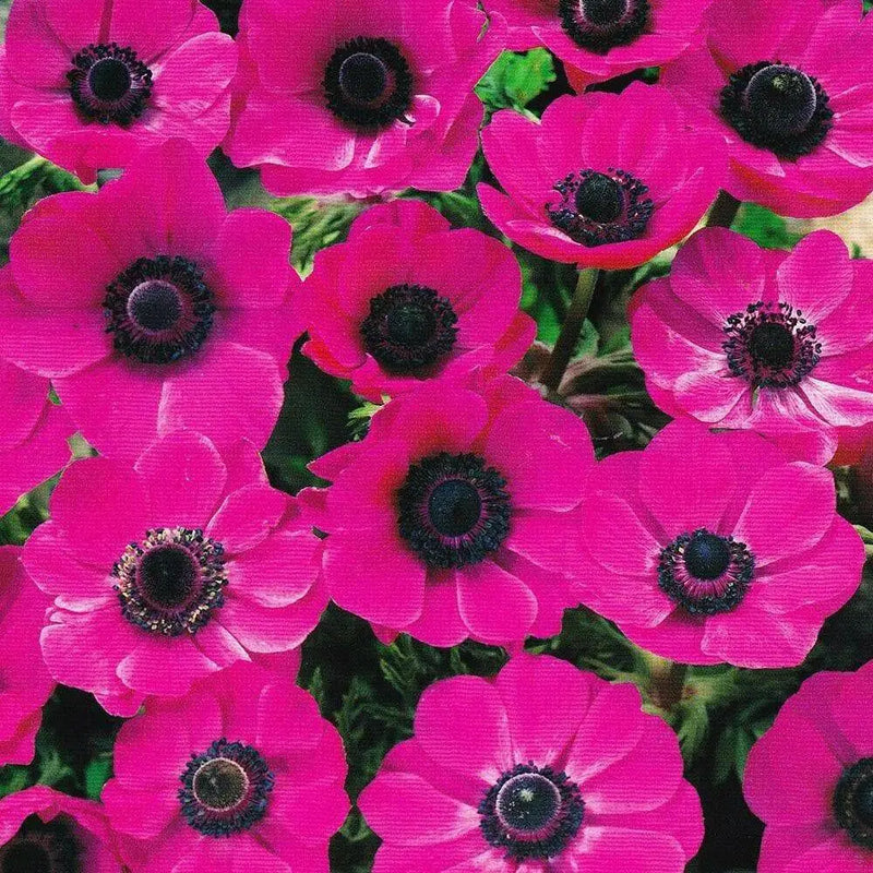 Anemone coronaria  Sylphide - Anemone flowers. Bulbs, Deer-resistant . Hardy Perennial - Caribbean garden seed