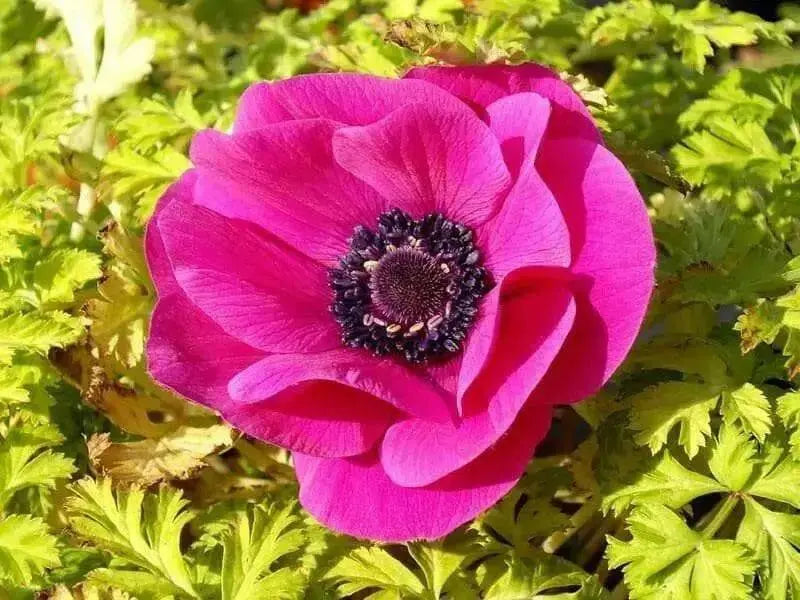 Anemone coronaria  Sylphide - Anemone flowers. Bulbs, Deer-resistant . Hardy Perennial - Caribbean garden seed