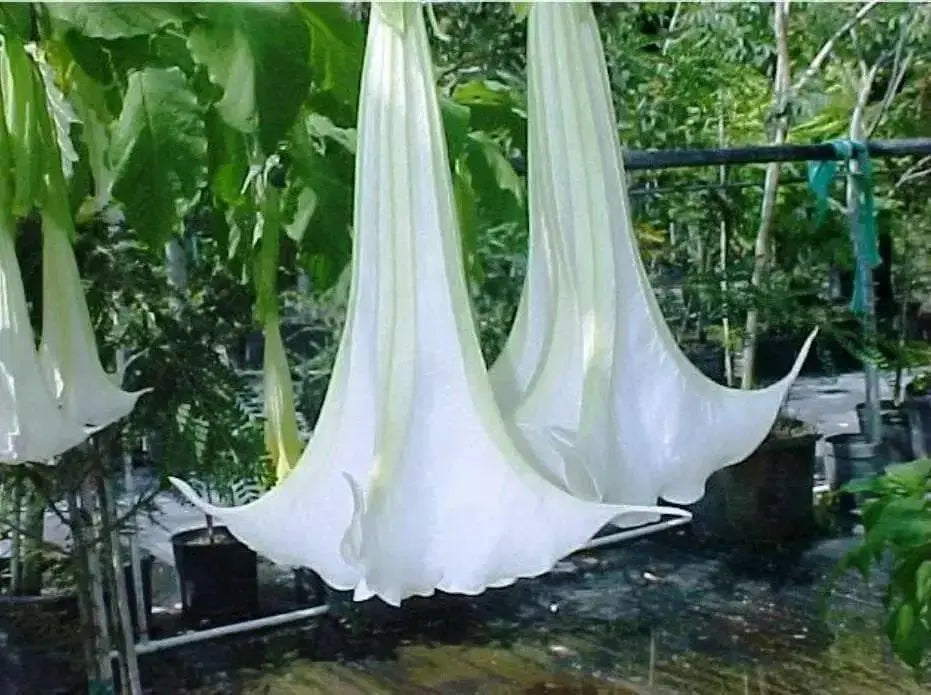 ANGEL TRUMPET -WHITE -(Brugmansia suaveolens) Tropical beauty - Caribbean garden seed