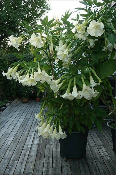 ANGEL TRUMPET -WHITE -(Brugmansia suaveolens) Tropical beauty - Caribbean garden seed