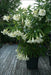 ANGEL TRUMPET -WHITE -(Brugmansia suaveolens) Tropical beauty - Caribbean garden seed