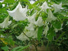 ANGEL TRUMPET -WHITE -(Brugmansia suaveolens) Tropical beauty - Caribbean garden seed
