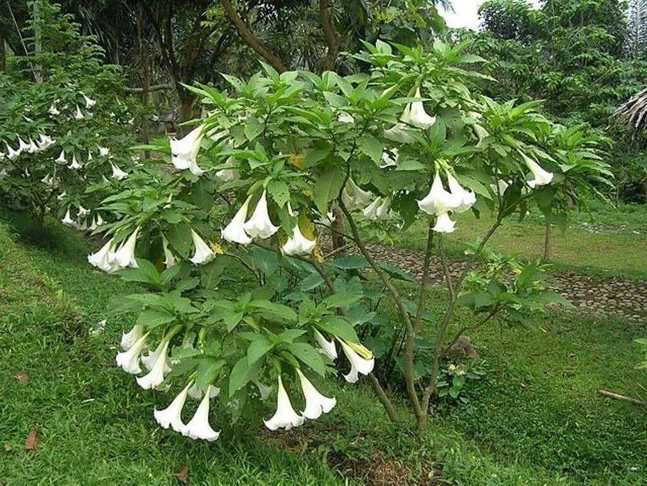 ANGEL TRUMPET -WHITE -(Brugmansia suaveolens) Tropical beauty - Caribbean garden seed