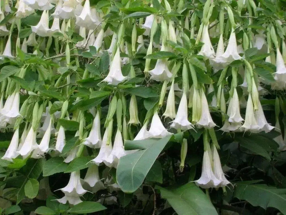 ANGEL TRUMPET -WHITE -(Brugmansia suaveolens) Tropical beauty - Caribbean garden seed