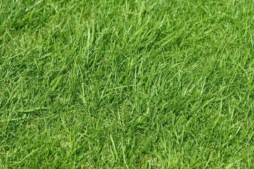 Annual Ryegrass Seeds ,PURE SEEDS, Cover Crop-Grazing - Caribbean garden seed