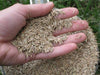 Annual Ryegrass Seeds ,PURE SEEDS, Cover Crop-Grazing - Caribbean garden seed