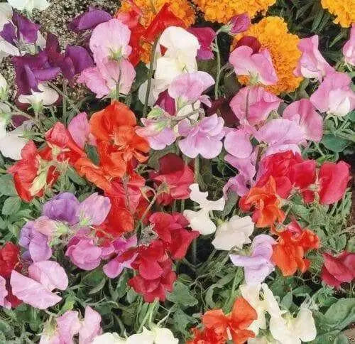 ANNUAL Sweet Pea VINE ‘Knee High Mix’ - Caribbean garden seed