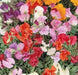 ANNUAL Sweet Pea VINE ‘Knee High Mix’ - Caribbean garden seed