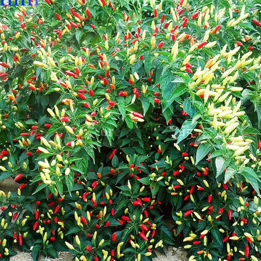 ANGKOR SUNRISE, Hot Pepper Seeds, (Capsicum frutescens) - Caribbean garden seed