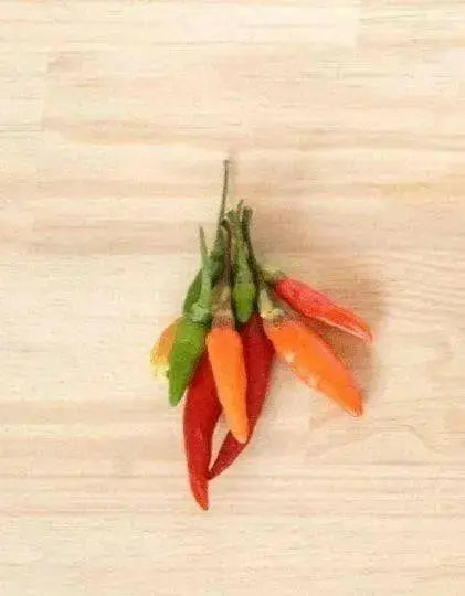 ANGKOR SUNRISE, Hot Pepper Seeds, (Capsicum frutescens) - Caribbean garden seed