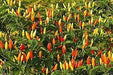 ANGKOR SUNRISE, Hot Pepper Seeds, (Capsicum frutescens) - Caribbean garden seed