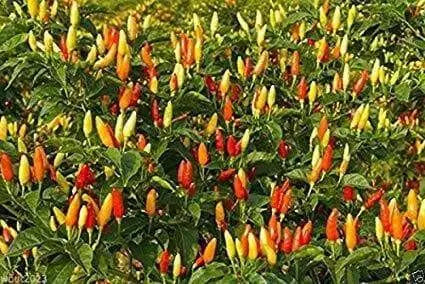 ANGKOR SUNRISE, Hot Pepper Seeds, (Capsicum frutescens) - Caribbean garden seed