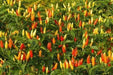 ANGKOR SUNRISE, Hot Pepper Seeds, (Capsicum frutescens) - Caribbean garden seed