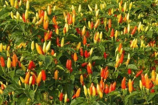 ANGKOR SUNRISE, Hot Pepper Seeds, (Capsicum frutescens) - Caribbean garden seed