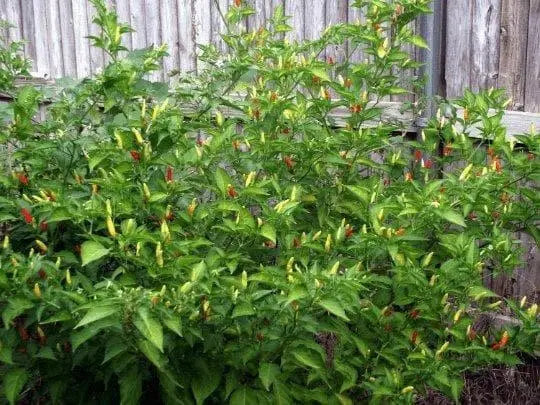 ANGKOR SUNRISE, Hot Pepper Seeds, (Capsicum frutescens) - Caribbean garden seed