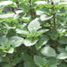 ANISE Basil , HEREB SEEDS - Caribbean garden seed