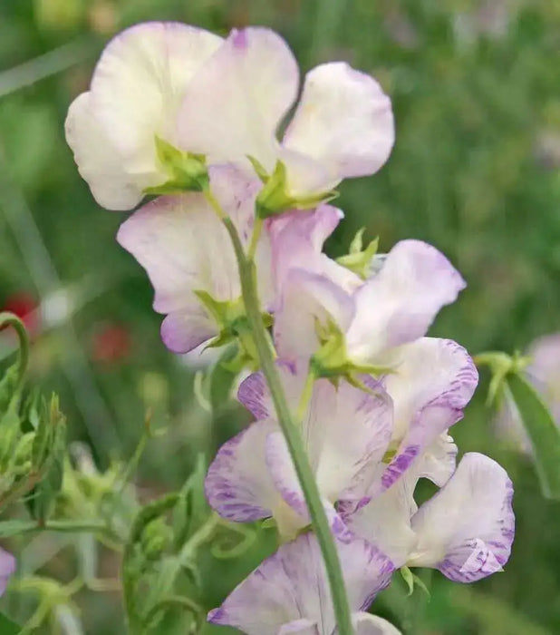 Annual Sweet Pea ‘High Scent’ (Lathyrus odoratus) FLOWERS - Caribbean garden seed