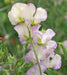 Annual Sweet Pea ‘High Scent’ (Lathyrus odoratus) FLOWERS - Caribbean garden seed