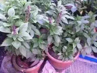 ANISE Basil , HEREB SEEDS - Caribbean garden seed