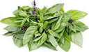 ANISE Basil , HEREB SEEDS - Caribbean garden seed