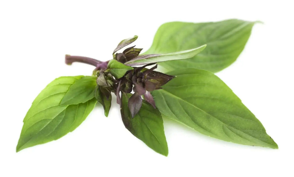 ANISE Basil , HEREB SEEDS - Caribbean garden seed