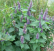 Anise Hyssop seeds, Perennial Herb - Caribbean garden seed