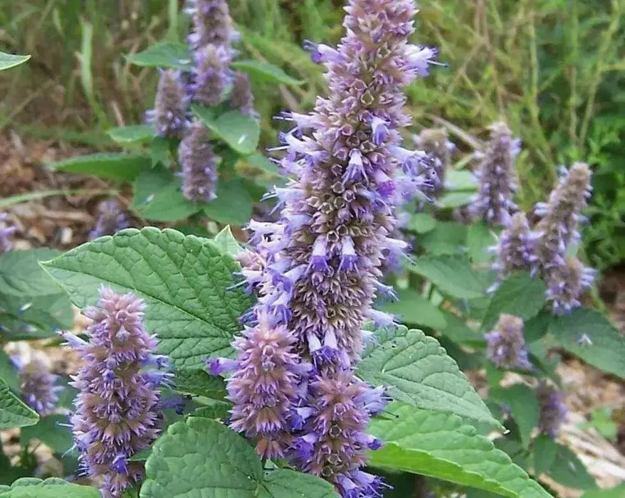 Anise Hyssop seeds, Perennial Herb - Caribbean garden seed