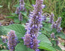 Anise Hyssop seeds, Perennial Herb - Caribbean garden seed