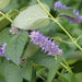 Anise Hyssop seeds, Perennial Herb - Caribbean garden seed