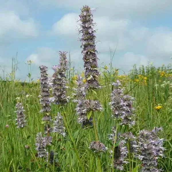 Anise Hyssop seeds, Perennial Herb - Caribbean garden seed