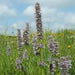 Anise Hyssop seeds, Perennial Herb - Caribbean garden seed