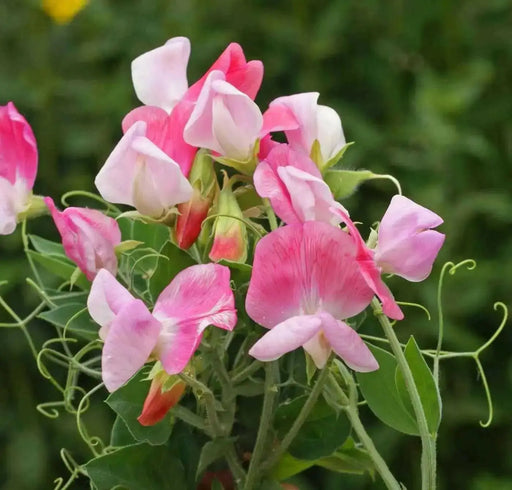 Annual Sweet Pea VINE,DWARF CUPID PINK - Caribbean garden seed