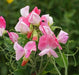 Annual Sweet Pea VINE,DWARF CUPID PINK - Caribbean garden seed