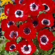 Anemone Hollandia- FALL BULBS,Very Hardy Perennial - Caribbean garden seed