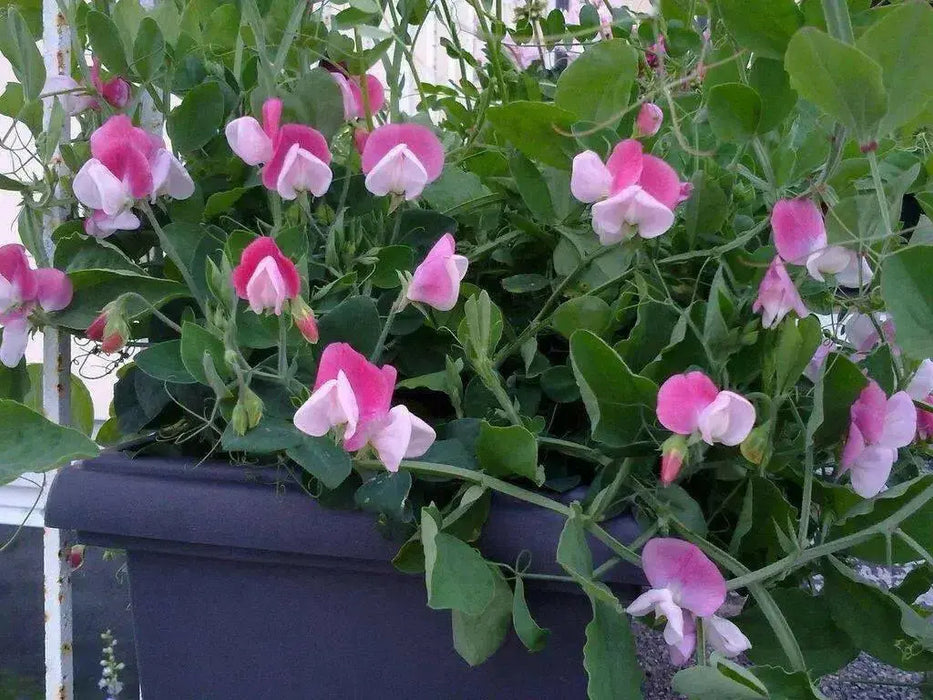 Annual Sweet Pea VINE,DWARF CUPID PINK - Caribbean garden seed